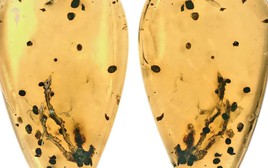 Hé lộ manh mối về nguồn gốc của bệnh u xương