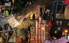 Cây cổ thụ bật gốc giữa đêm ở Đà Nẵng, nghi do đào đường