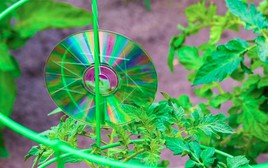 Treo thứ này ngoài vườn, bỗng nhiên chim không dám phá loại, cây cối phát triển mơn mởn