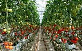 Ung thư rất “sợ” 6 loại thực phẩm này: dễ kiếm ở Việt Nam nhưng không phải ai cũng biết tận dụng