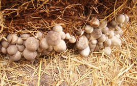 Đặc sản từ thứ bị vứt đi, được cố Thủ tướng nhắc tới: Nay giá gần 100.000đ/kg, giúp nhiều nhà đổi đời