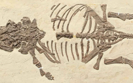 25 năm tìm chân tướng “quái thú Liêu Ninh”