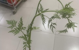 Lạng Sơn: Nhìn giống rau cần nên vội hái đem về nấu ăn, 3 người bị ngộ độc phải nhập viện cấp cứu