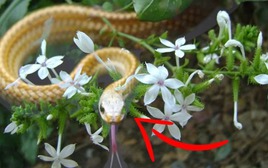 4 loại cây phổ biến ở Việt Nam nhưng dễ thu hút rắn vào nhà, gia chủ cần hết sức cảnh giác