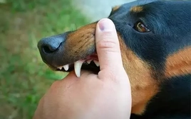 6 người trong cùng khu dân cư ở Đắk Lắk bị chó nghi dại cắn