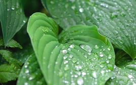 5 loại cây "dụ" muỗi đến nhà, nếu trồng nên chú ý