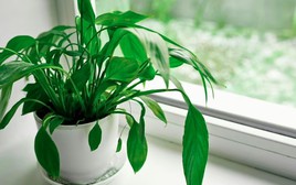 4 loại cây rất hợp cho người trên 40 tuổi: Trồng trong nhà hay ngoài sân đều có lợi