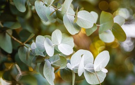 9 loại cây đuổi muỗi nên trồng ngay trong nhà vào mùa hè này