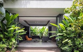 3 loại cây đừng trồng trước hiên nhà: Dễ mang vận xui và hao tài