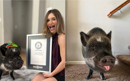 Một chú lợn vừa lập kỷ lục Guiness thế giới, lượng follow "bá đạo", gây sốc cộng đồng mạng