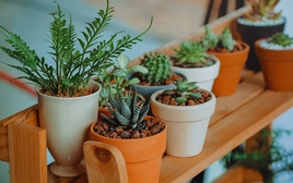 5 loại cây chớ nên trồng trong nhà