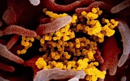 Bộ Y tế ra khuyến cáo về biến thể mới của SARS-CoV-2