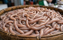 Chạm mốc 6.000.000 đồng/kg sinh vật lúc nhúc nhìn như giun đất ở Quảng Ninh, xưa chỉ siêu giàu dám tẩm bổ nay đại gia vẫn ráo riết săn lùng