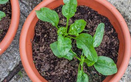 3 loại cây nam giới tuổi 40+ nên trồng