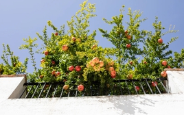 7 loại cây ăn quả có thể trồng ở ban công: Vừa đẹp mắt, vừa có trái sạch cho cả gia đình