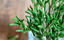 3 loại cây tuổi 40 rất cần