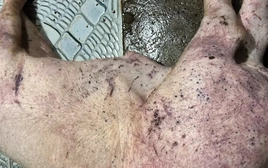 Hơn 300 tấn lợn bệnh tuồn vào trường học, chợ đầu mối: Lo ngại sức khỏe học sinh