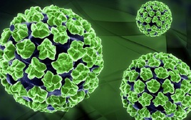 Tay chân miệng tăng nhanh, cảnh báo chủng EV71 độc lực cao