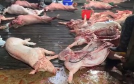 Thịt lợn bệnh 'lọt' vào trường học: 'Lỗ hổng' quản lý an toàn thực phẩm