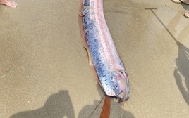 Sinh vật dài như dải lụa, toàn thân màu bạc bất ngờ dạt vào bờ biển Mỹ Khê, dân mạng tranh cãi không ngớt