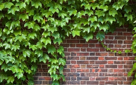 4 loại cây đừng trồng cạnh tường nhà