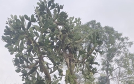 Hình dạng cây xương rồng sống 4 thập kỷ khiến 1 triệu người tò mò