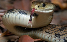 Làm thế nào để phát hiện có rắn trong vườn nhà? Chuyên gia chỉ ngay 6 dấu hiệu này