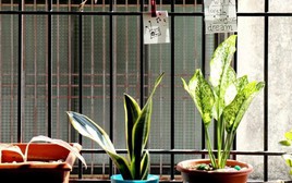 3 loại cây đừng đặt ở ban công vì sẽ cản tài lộc