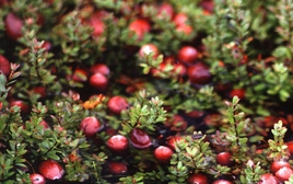 Ung thư rất “sợ” loại quả này, giàu chất chống oxy hóa mạnh mẽ: Nhiều người Việt biết mà chưa hay ăn