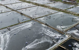 Không phải sầu riêng, Việt Nam vừa đón tin vui trăm triệu USD từ Trung Quốc và Nhật Bản