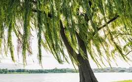 3 loại cây không nên trồng trước cổng nhà