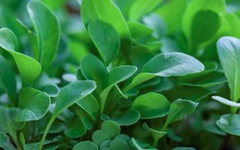 Loại rau tốt nhất thế giới với mật độ dinh dưỡng dày đặc: Ở Việt Nam không thiếu