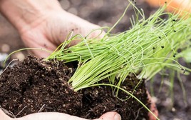 5 loại rau nên trồng trong nhà tháng 4: Nhanh lớn, cho thu hoạch suốt hè