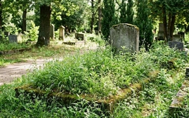 Nhìn cỏ mọc trên mộ, biết ngay gia đạo thịnh hay suy: Dấu hiệu "đất lành sinh phúc" ai cũng nên rành