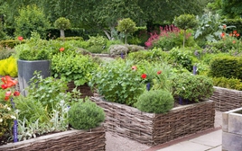 4 loại cây nên trồng trong vườn: Có 1 cũng tốt đủ đường