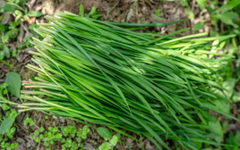 Loại rau rẻ tiền nhưng cực tốt cho tim mạch, tiêu hóa và giấc ngủ