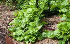 4 loại rau độc đáo, rất nên trồng: Thu hoạch được suốt mùa hè