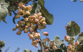 Đắt hơn sầu riêng, Việt Nam thu hàng trăm triệu USD từ loại quả không tự trồng được, giá lập đỉnh 8 năm vì xung đột Iran