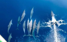 Cảnh tượng vừa xảy ra trên biển Khánh Hòa khiến nhiều người thốt lên: Thật hiếm có!