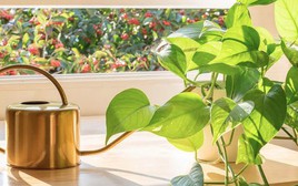 5 điều cần làm với cây trầu bà ngay lúc này