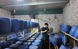 Triệt xóa loạt cơ sở dùng chất cấm, sản xuất hơn 12 tấn giá đỗ