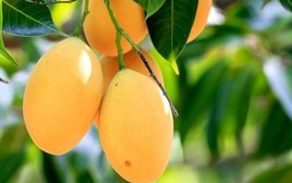 3 loại cây ăn quả không nên trồng trước nhà: "Cản" phong thủy, âm thầm gây hại sức khỏe