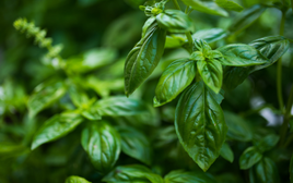 3 loại rau nên trồng trong nhà ngay: Đuổi muỗi cực đỉnh, lợi đủ đường