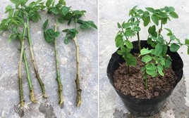 3 loại rau "bổ như sâm", nên trồng trong nhà ngay