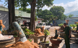 Vụ trả lại 21 cây mai ở Côn Đảo: Luật sư nhận định gì?