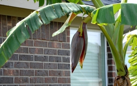 Lời khuyên đến các gia đình đang trồng cây chuối