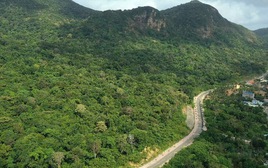 Vụ 42 cây mai vàng: Chỉ đạo mới nhất từ Vườn quốc gia Côn Đảo