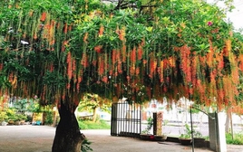 Lời khuyên đến những gia đình đang trồng cây lộc vừng