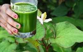 Uống nước rau diếp cá mỗi ngày có tốt?