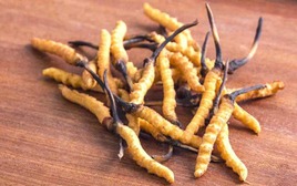 5 sai lầm phổ biến khi sử dụng đông trùng hạ thảo